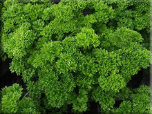 Load image into Gallery viewer, HERB PARSLEY curled
