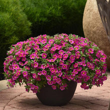 Load image into Gallery viewer, CALIBRACHOA  bumble bee hot pink
