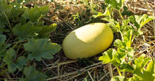 Load image into Gallery viewer, VEGETABLE SQUASH spagetti
