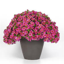 CALIBRACHOA cha cha electric pink
