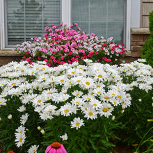 Load image into Gallery viewer, LEUCANTHEMUM shasta daisy
