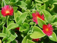Load image into Gallery viewer, DOROTHEANTHUS candy apple red [green leaves]
