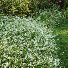Load image into Gallery viewer, EUPHORBIA- breathless white
