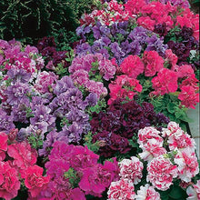 Load image into Gallery viewer, PETUNIA [DOUBLE] glorious mix [regular]
