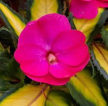 Load image into Gallery viewer, IMPATIENS NEW GUINEA SUNPATIENS compact tropical rose [variegated]
