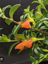 Load image into Gallery viewer, NEMATANTHUS gregarius [goldfish or clog plant]
