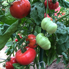 Load image into Gallery viewer, VEGETABLE TOMATO Brandywine [large]
