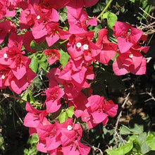 Load image into Gallery viewer, BOUGAINVILLEA barbara karst
