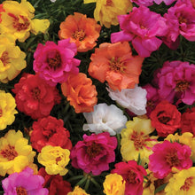 Load image into Gallery viewer, PORTULACA happy hour mix
