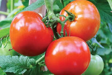Load image into Gallery viewer, VEGETABLE TOMATO celebrity [large]
