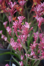 Load image into Gallery viewer, ANIGOZANTHOS bush pearl
