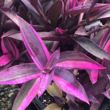 Load image into Gallery viewer, SETCREASEA---------pink/purple stripes
