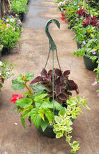 Load image into Gallery viewer, COLEUS vino
