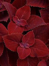 Load image into Gallery viewer, COLEUS ignite ruby slipper
