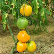 Load image into Gallery viewer, VEGETABLE TOMATOlemon boy [yellow large]

