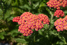 Load image into Gallery viewer, ACHILLEA skysail fire

