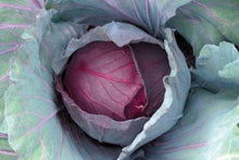 Load image into Gallery viewer, VEGETABLE CABBAGE red jewel
