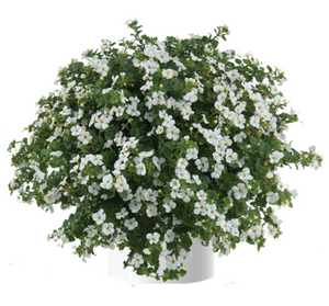 BACOPA SCOPIA--- gulliver white