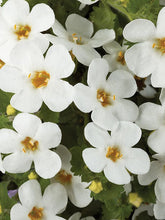 Load image into Gallery viewer, BACOPA SCOPIA--- gulliver white
