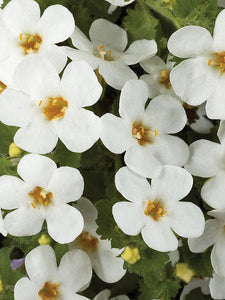 BACOPA SCOPIA--- gulliver white