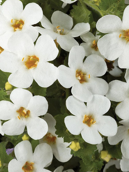 BACOPA SCOPIA--- gulliver white