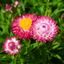 Load image into Gallery viewer, BRACTEANTHA---- granvia pink
