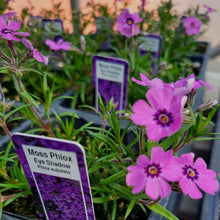 Load image into Gallery viewer, PHLOX subulata eye shadow
