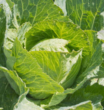 Load image into Gallery viewer, VEGETABLE CABBAGE early copenhagen
