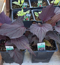 Load image into Gallery viewer, IPOMOEA (sweet potato vine)sweet georgia pulse black
