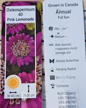 Load image into Gallery viewer, OSTEOSPERMUM 4D pink lemonade
