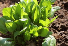 Load image into Gallery viewer, VEGETABLE SPINACH
