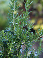 Load image into Gallery viewer, HERB ROSEMARY offincinalis
