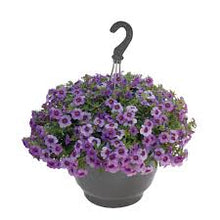 Load image into Gallery viewer, CALIBRACHOA aloha kona blue sky
