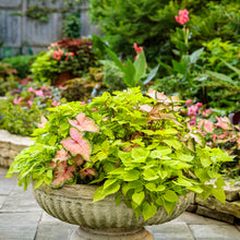 Load image into Gallery viewer, COLEUS colorblaze lime time
