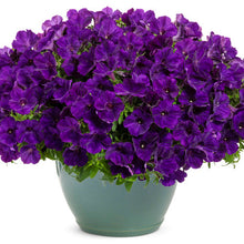 Load image into Gallery viewer, PETUNIAsupertunia royal velvet
