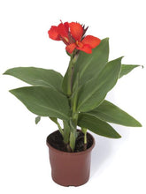 Load image into Gallery viewer, CANNA cannova scarlet green leaf
