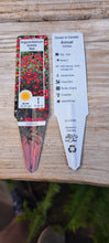 Load image into Gallery viewer, ARGYRANTHEMUM aramis red
