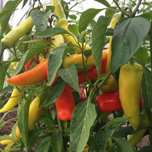 Load image into Gallery viewer, VEGETABLE PEPPER HOT hungarian wax
