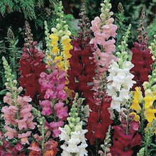 Load image into Gallery viewer, SNAPDRAGON-----MEDIUM ribbon mix
