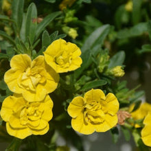 Load image into Gallery viewer, CALIBRACHOA mini famous neo double deep yellow
