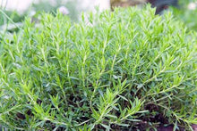 Load image into Gallery viewer, HERB TARRAGON
