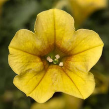 Load image into Gallery viewer, PETUNIAdekko banana
