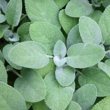 Load image into Gallery viewer, HERB SAGE berggarten
