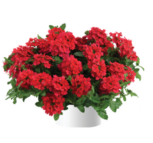 Load image into Gallery viewer, VERBENA vanessa red
