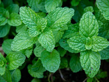 Load image into Gallery viewer, HERB PEPPERMINT
