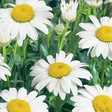 Load image into Gallery viewer, LEUCANTHEMUM shasta daisy
