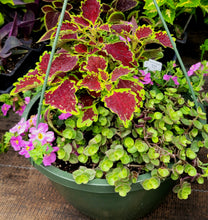 Load image into Gallery viewer, IVY bolivian jew [callisia repens] turtle vine
