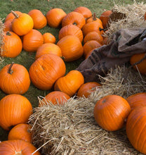 Load image into Gallery viewer, VEGETABLE PUMPKIN regular jack of all trades
