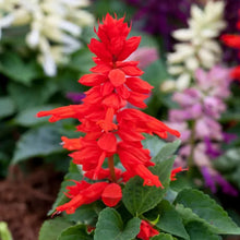 Load image into Gallery viewer, SALVIA salsa sizzler red
