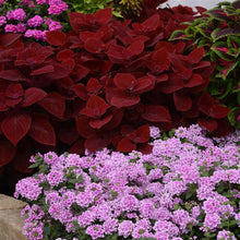 Load image into Gallery viewer, COLEUS ignite ruby slipper
